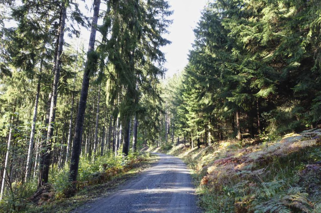 Perfekter Waldweg in Sachsen