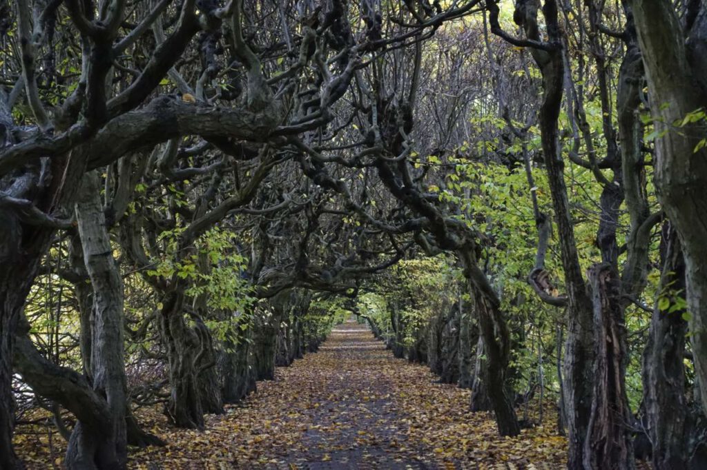 Hornbeam alley in the Pulsnitz Castle gardens in Saxony Germany