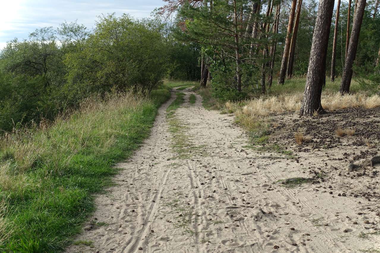 Sandy trail in Röderau Germany