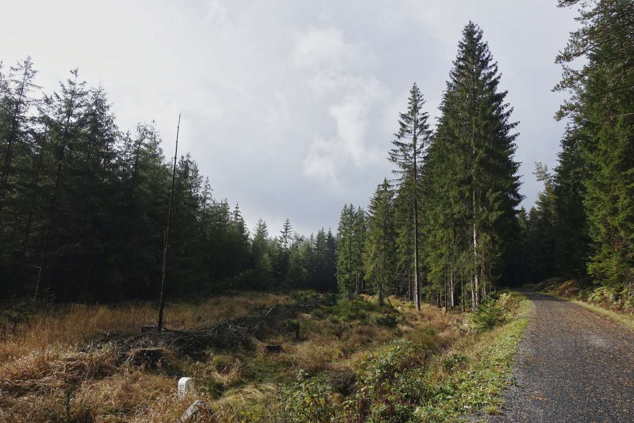 Forest track for gravel bike in Saxony Germany