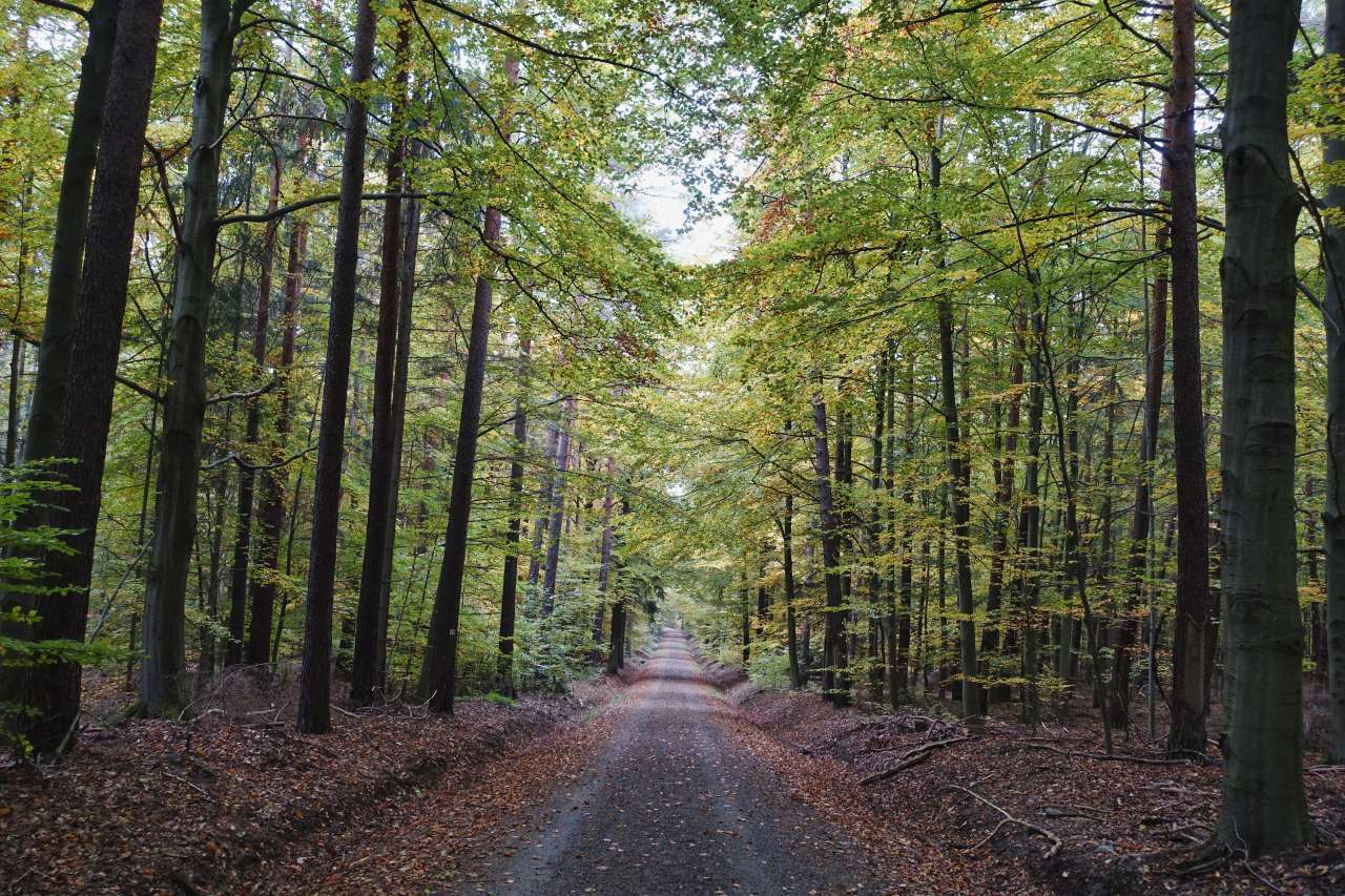 Waldweg für Gravelbike in Sachsen Deutschland