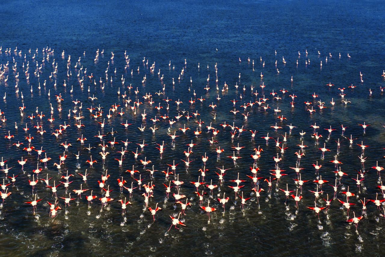 Flamingo flock in Veneto Italy