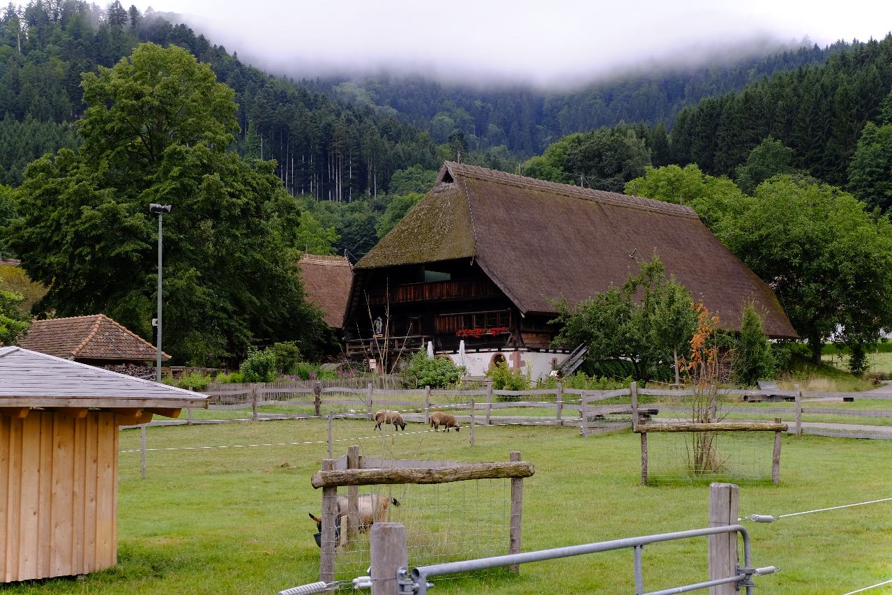 Typisches Bauernhaus im Schwarzwald. Im Vordergrund Schafe, im Hintergrund Wald und Dunst.