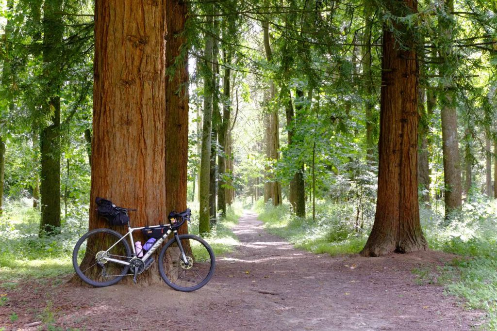 Gravel bike in front of a redwood tree in Germany
