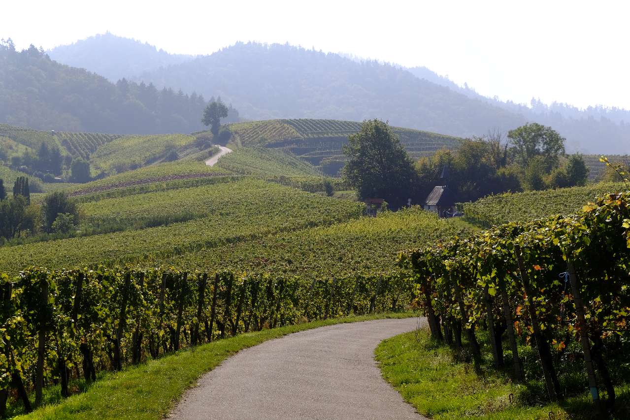 Eine schmale Straße durch die Weinberge der Region Schwarzwald