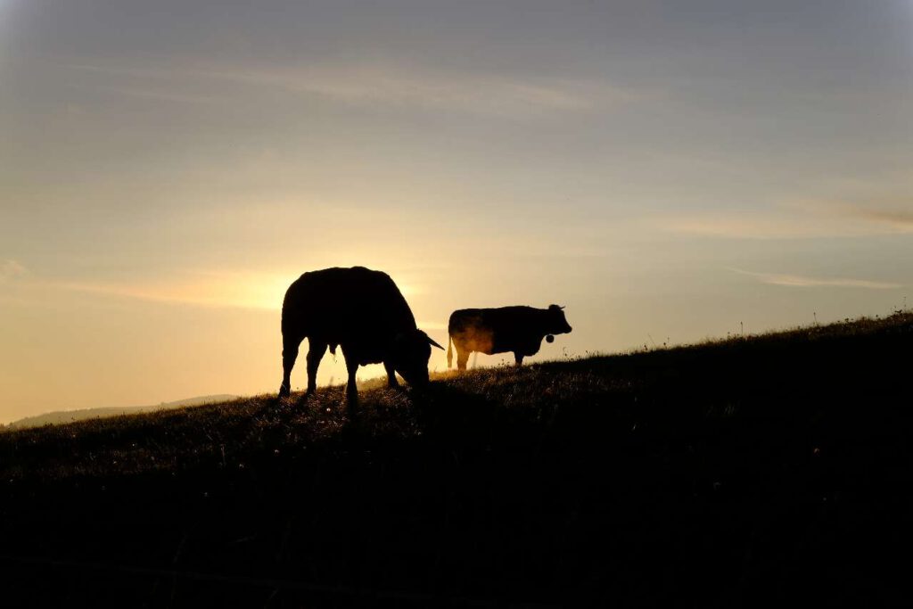 Cows on a hillside at sunset