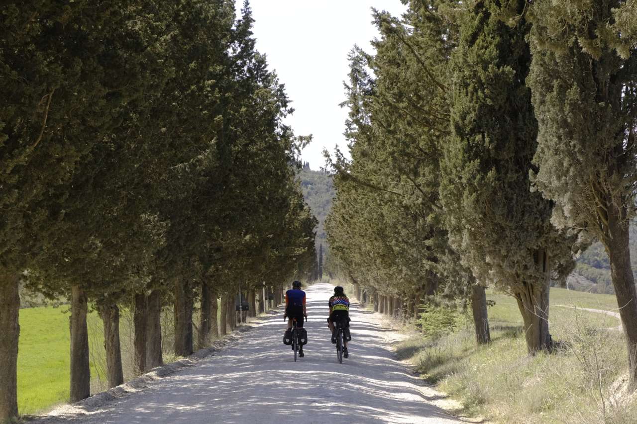 Gravel biker on a gravel road lined with cypress in Tuscany