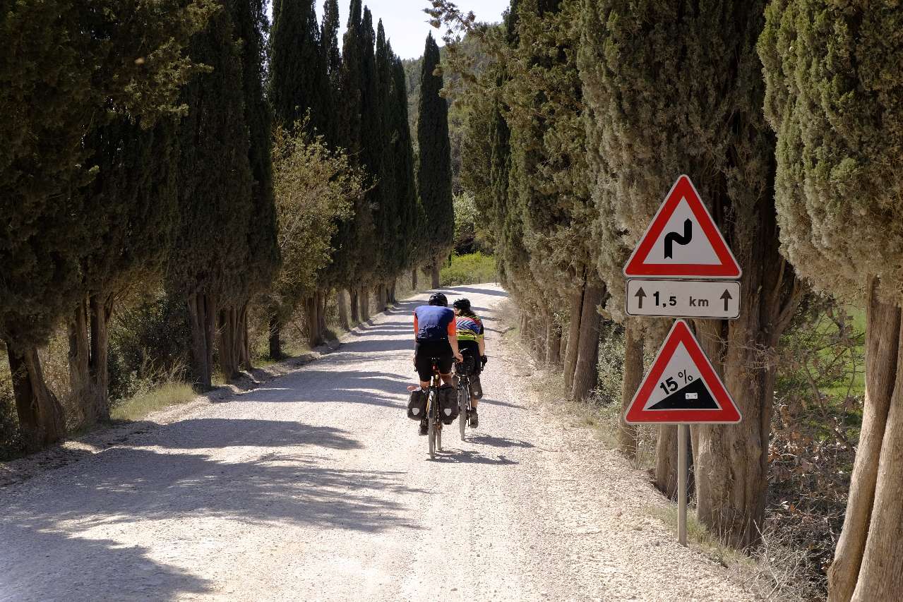 Gravel bikers on a cypress tree alley in Tuscany