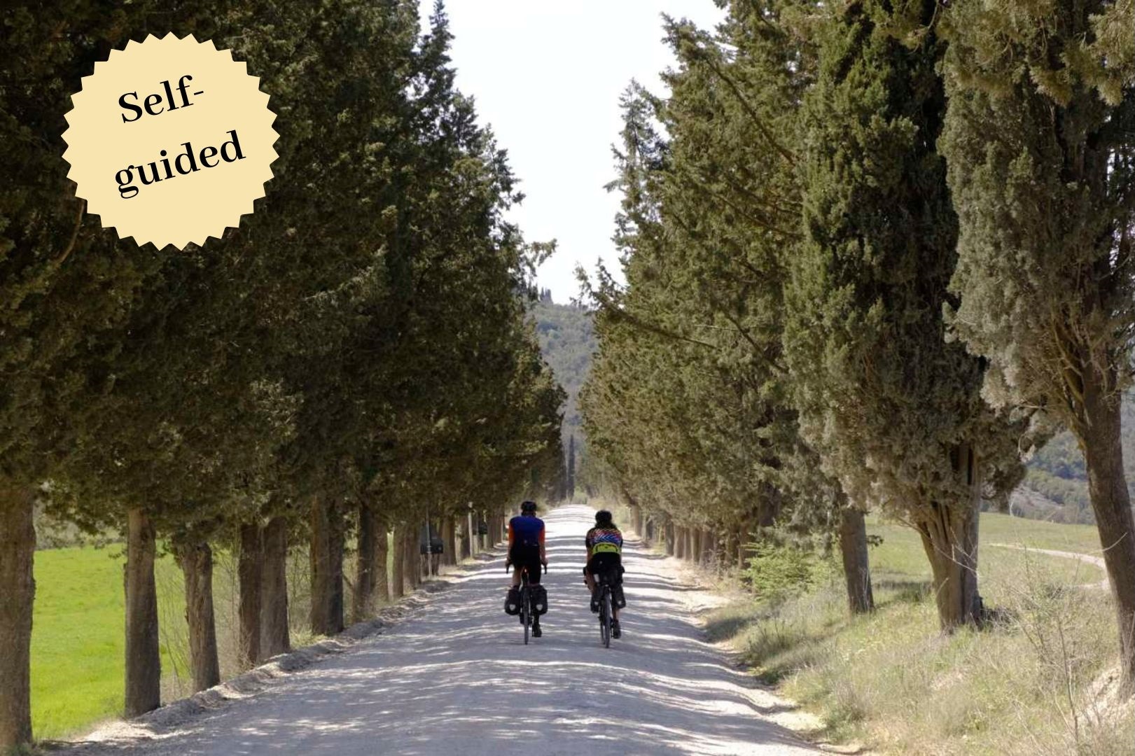 Gravel biker on a gravel road lined with cypress in Tuscany